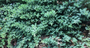 Juniper meieri - popis okrasné kultury